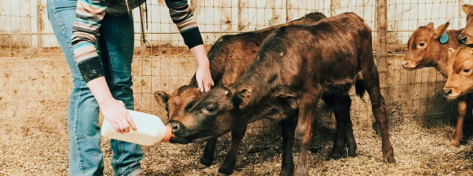 Lady feeding a calf for the First Financial Bank Heifer Program